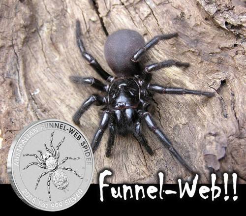 Bullion Spider Silver Coin